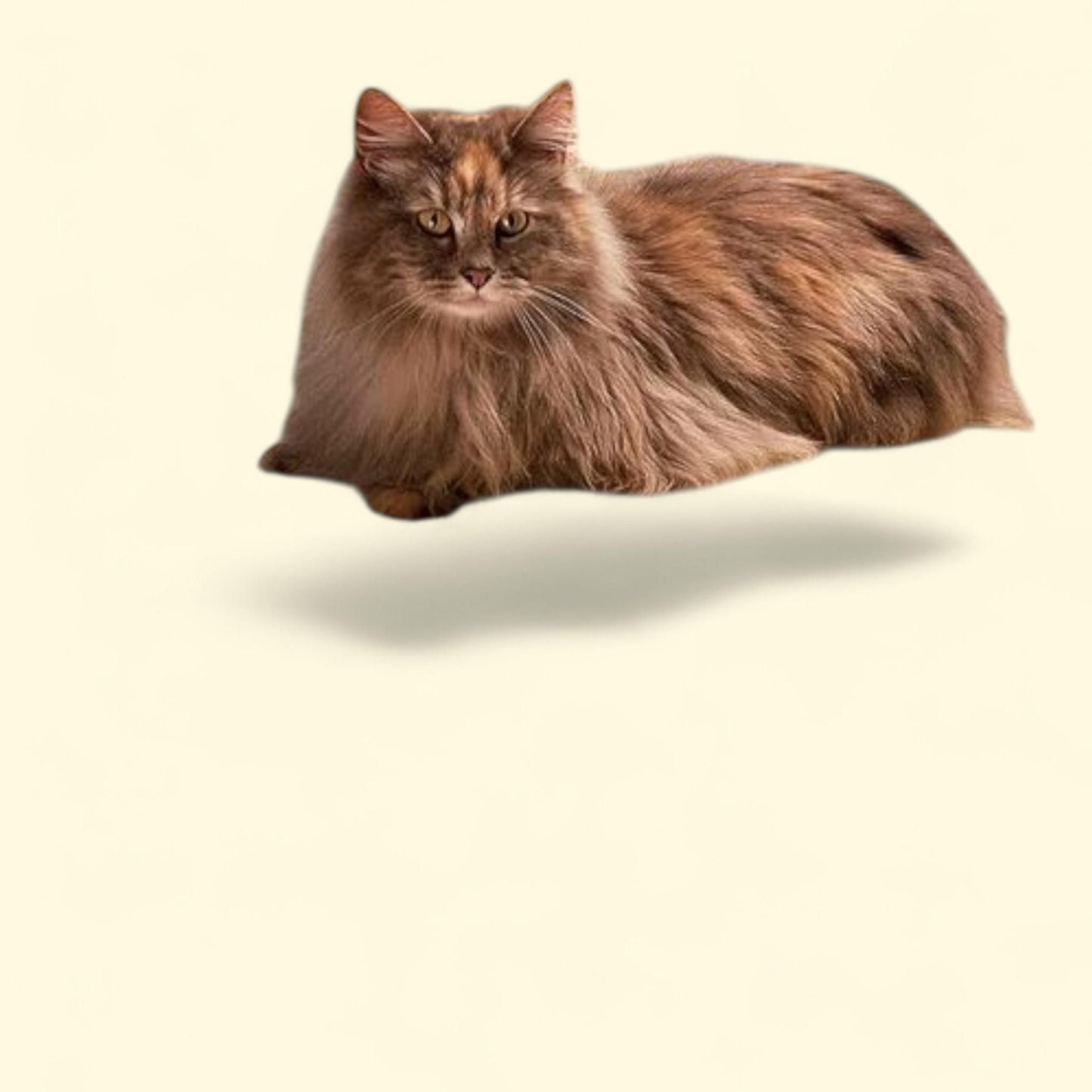 K&H Pet Products Deluxe Kitty Sill, 14 X 24 Inches — authentic US product shipped worldwide by Treatspree