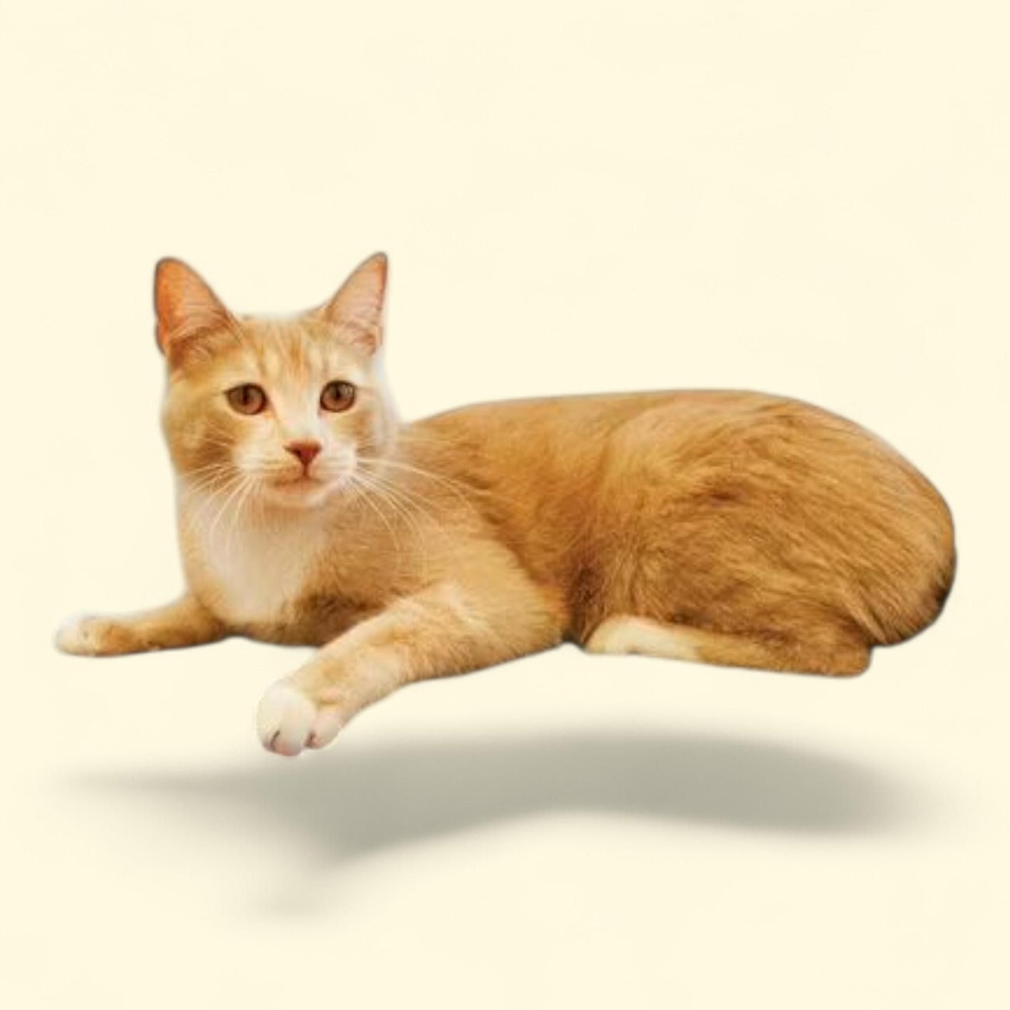 K&H Pet Products Amazin' Kitty Pad Heated Gray 15 X 20 Inches, 1 pack