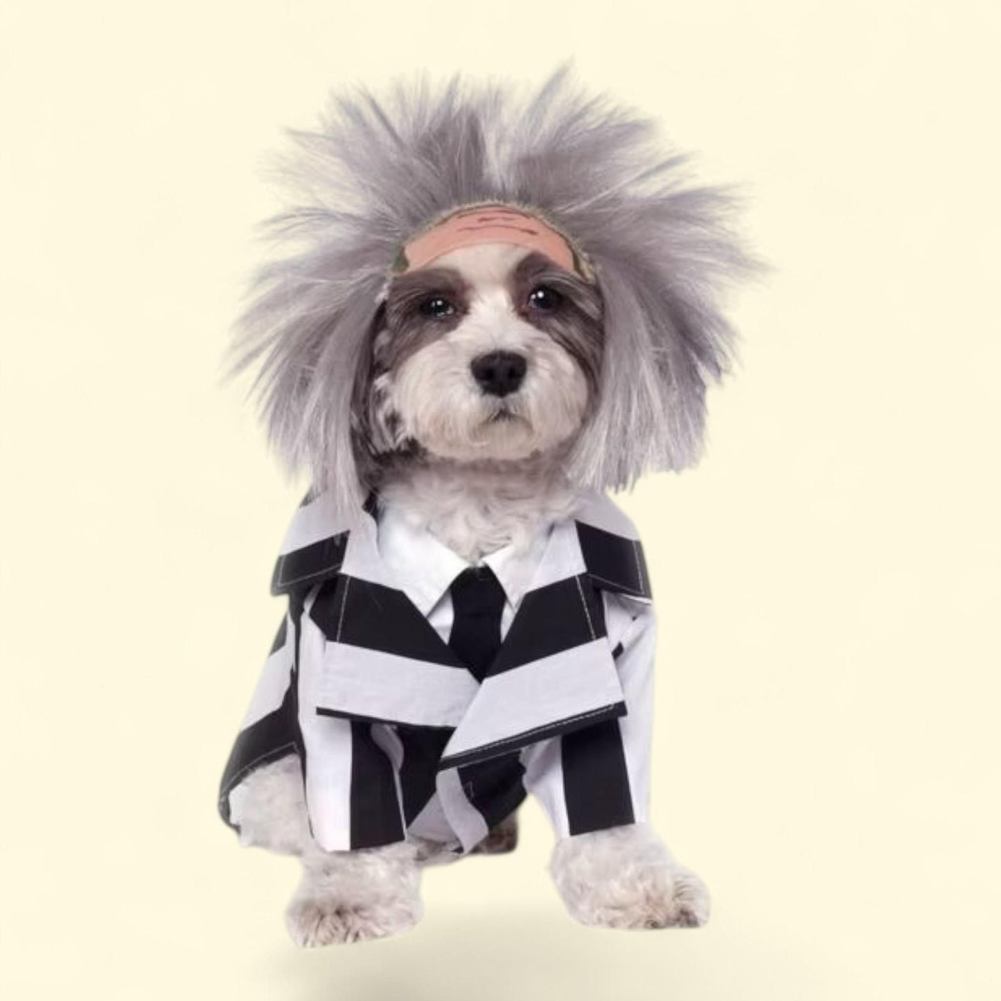 Rubies Beetlejuice Pet Costume, XL — authentic US product shipped worldwide by Treatspree
