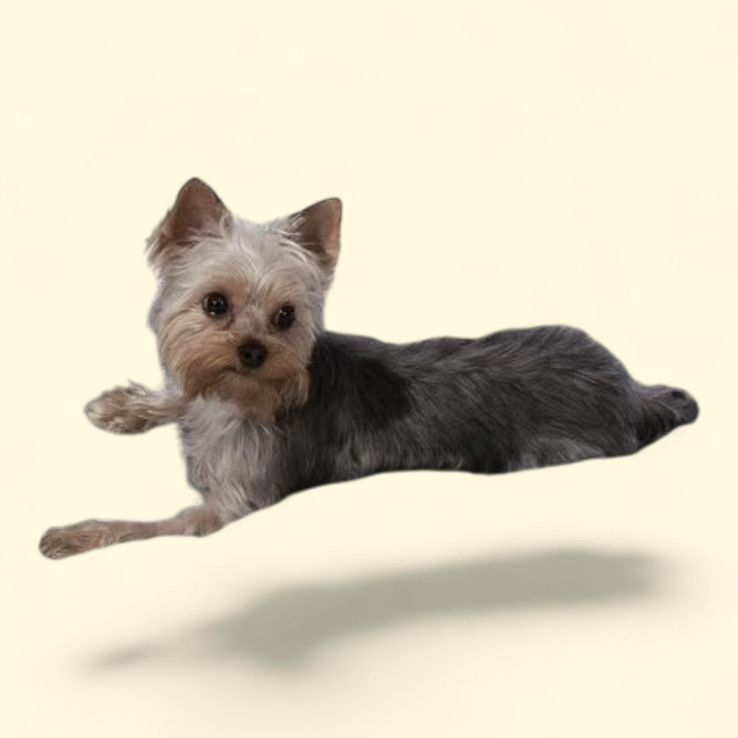 Lit rectangulaire pour animaux de compagnie Sea Horse de Majestic Pet, petit format