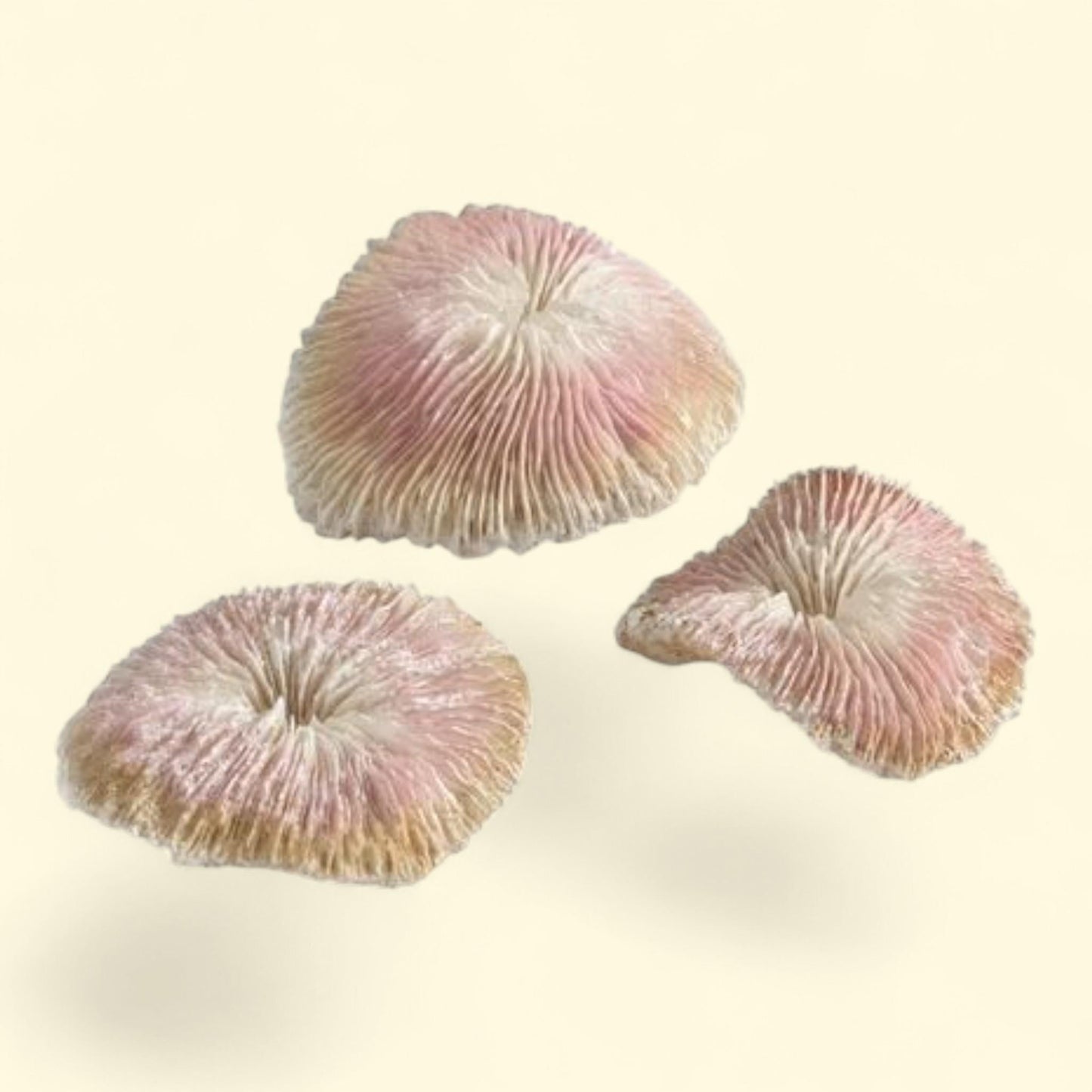 biOrb Plate Coral Set, Light Pink, Aquarium Decor, 0.80 in