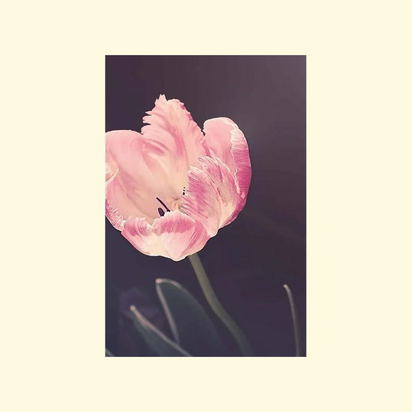Close-up of a pink tulip against a dark background notebook