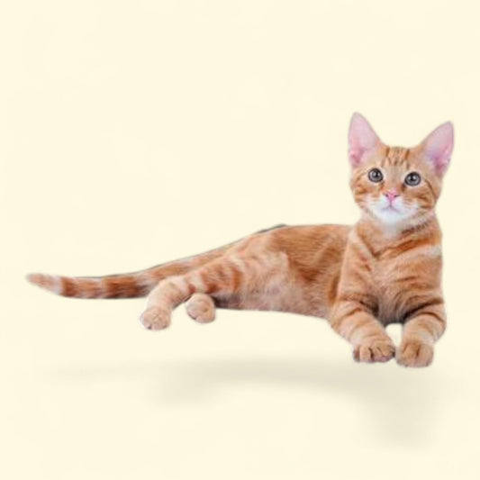 K&H Pet Products Self-Warming Pet Pad, 21 X 17 Inches