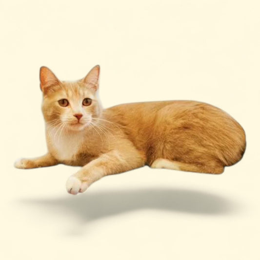 K&H Pet Products Amazin' Kitty Pad Heated Gray 15 X 20 Inches, 1 pack