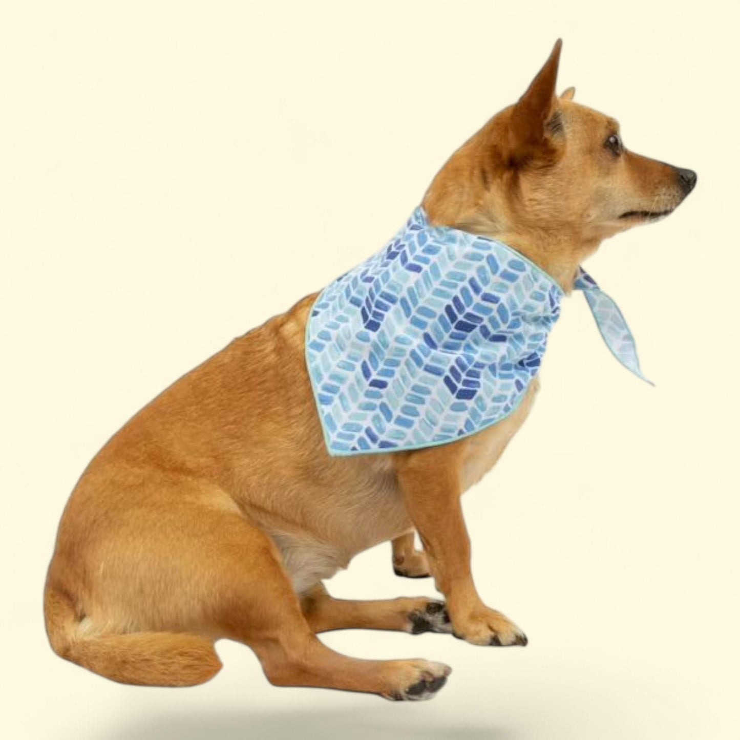 Vibrant Life Bandana Set, Size Medium — authentic US product shipped worldwide by Treatspree