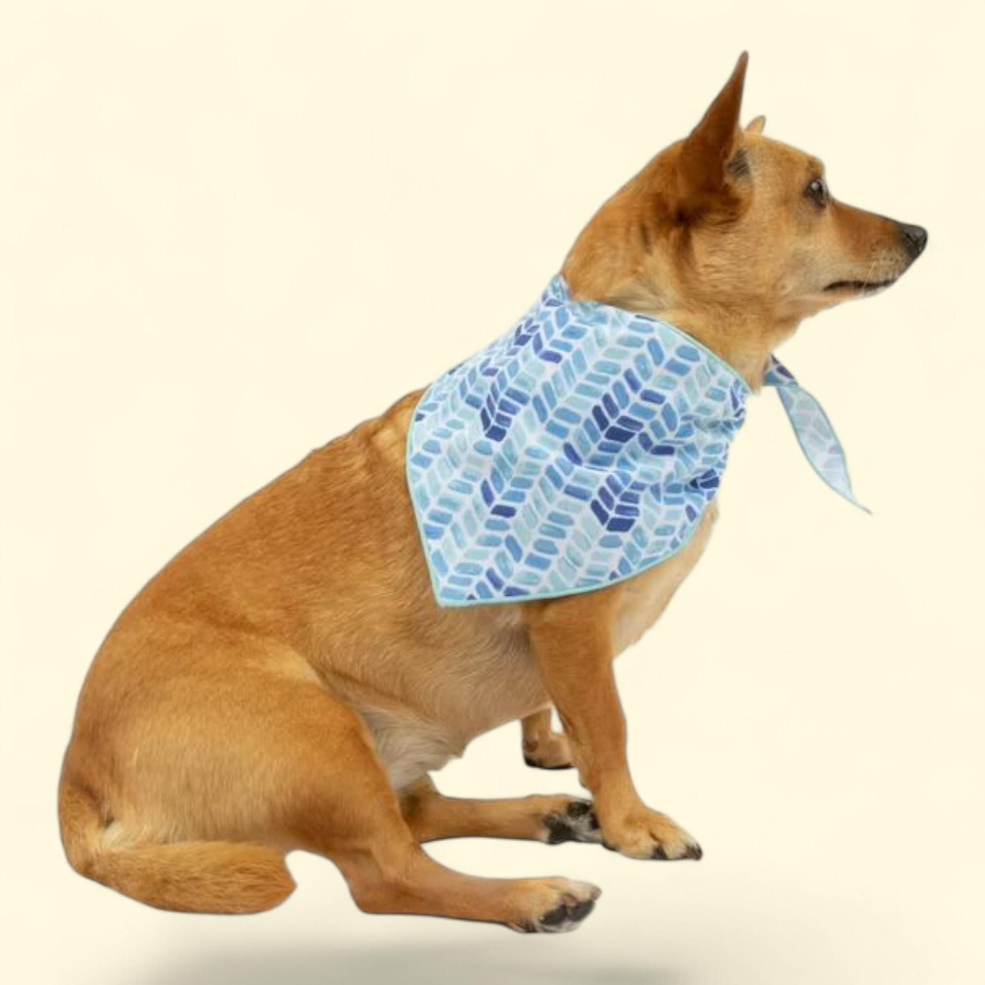Vibrant Life Bandana Set, Size Medium — authentic US product shipped worldwide by Treatspree