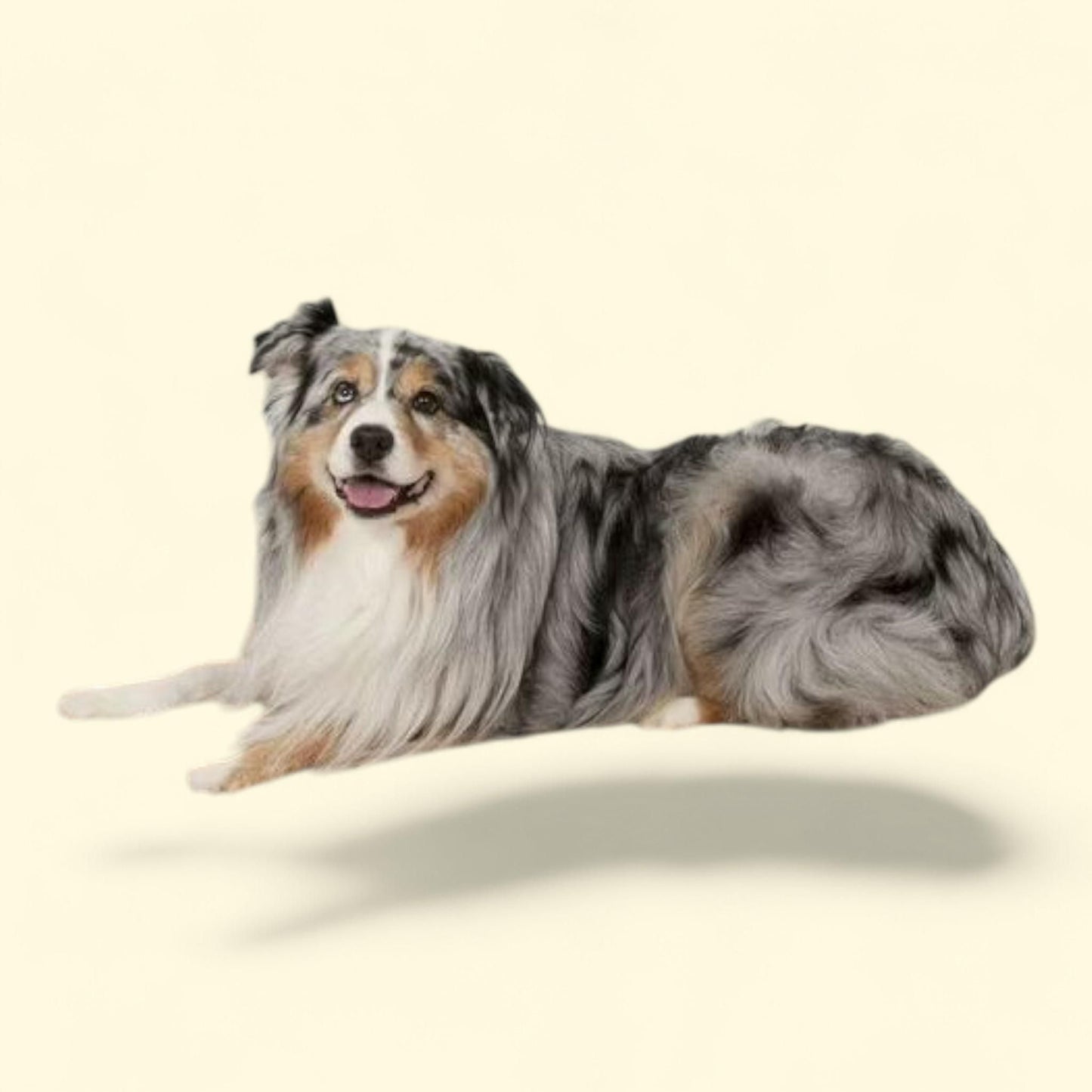 Lit orthopédique pour chiens Aspen Pet, 76 cm x 102 cm