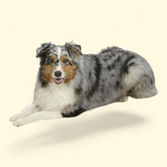 MidWest Homes for Pets Deluxe Micro Terry Pet Bed, 42" Taupe