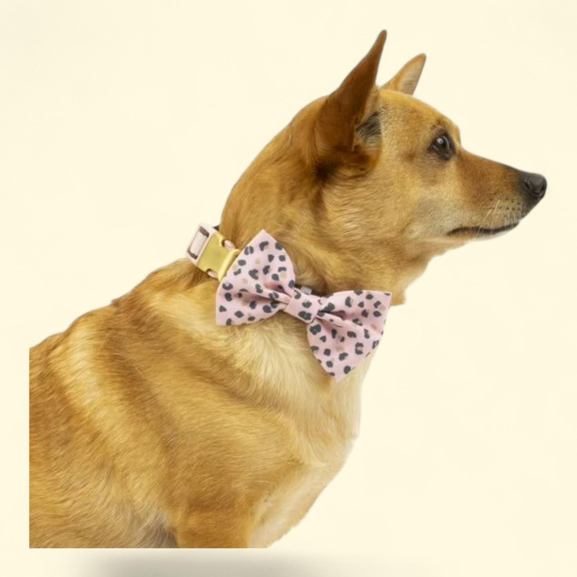 Vibrant Life Collar Bow Tie Slider Set, XSmall — authentic US product shipped worldwide by Treatspree
