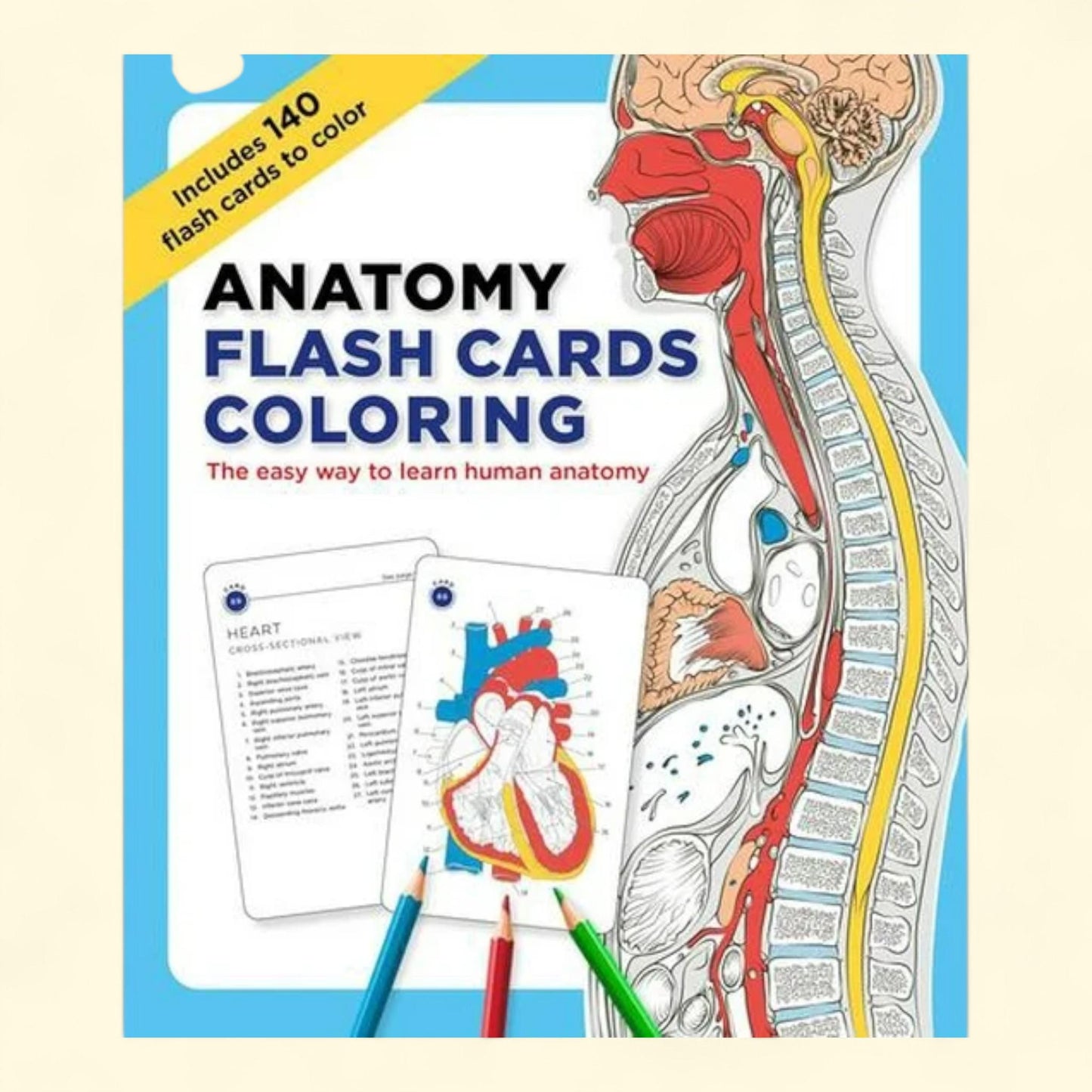 Anatomy Flash Cards, Coloring