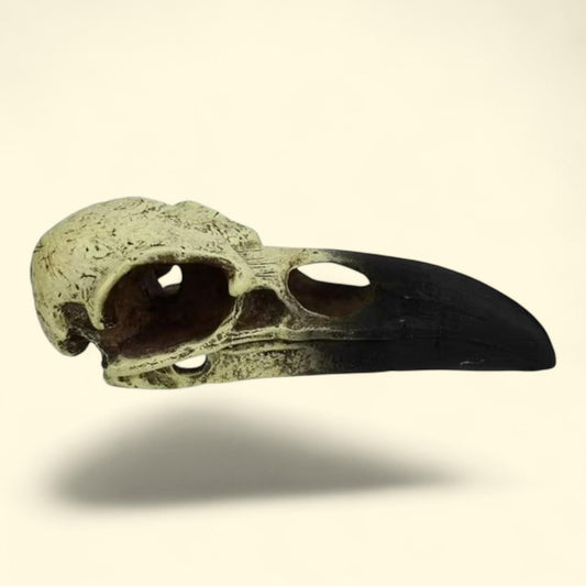 Komodo Raven Skull, Aquarium Decor, 8.75 in