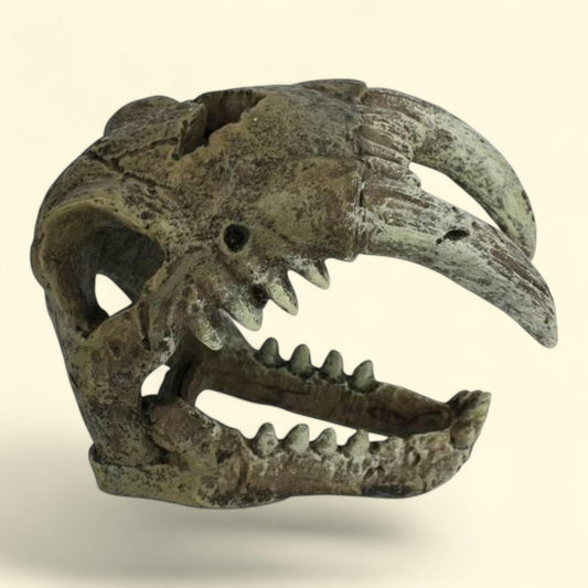 Komodo Saber Tooth Skull Decor, Polyresin, Bone Color, 3.1 in