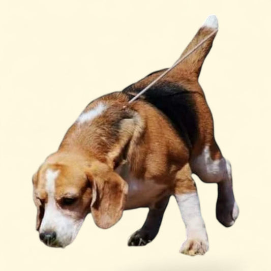 Angry Wolf Graph Paper Notebook, 6x9 Inch, 120 pages